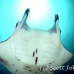 ray_manta_han_baa_h_0551_mal1300.jpg